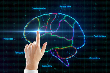 Man finger touching digital human brain devided by neon lines on lobes at abstract background.