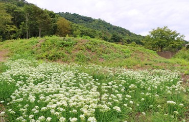 にらの花　風景　山　晩夏　杤木　日本