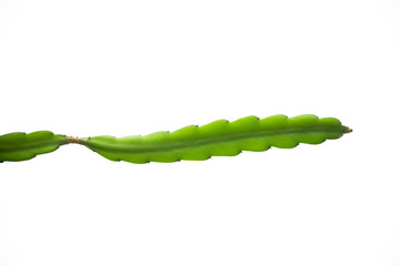 The dragon fruit tree branch is an succulent plant, able to cling to other trees for living.