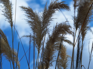Obraz na płótnie Canvas Tall grasses blowing in a gentle breeze against a blue summer sky