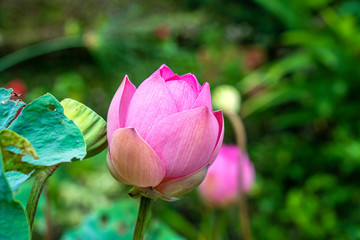 Beautiful pink lotus, water plant in a pond in the tropical garden. Island Bali, Indonesia