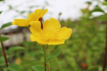 花　キンシバイ　晩夏　杤木　日本