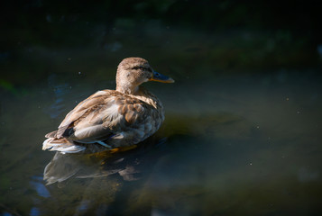Stockente im Wasser