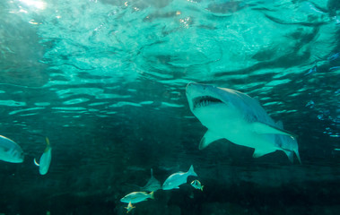 Fototapeta premium Underwater view of sand tiger shark, carcharias taurus.
