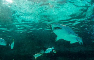 Underwater view of sand tiger shark, carcharias taurus.