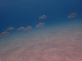 海底の白砂の上を泳ぐ魚