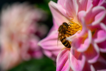 Biene auf Dahlienblüte