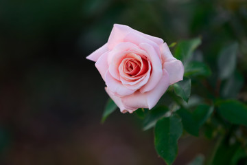 Beautiful pink rose in the garden