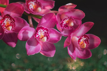 branch of pink orchids on a green background
