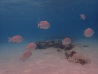 海底の白砂の上を泳ぐ魚