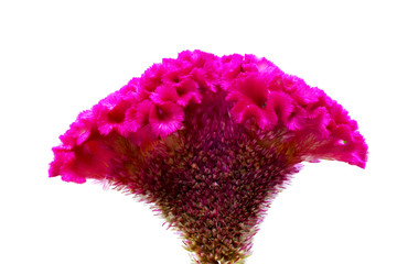 Cockscomb flower isolated on white background