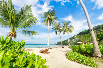 Empty sunny Phi-Phi island Beach with tall palms and beach bungalows