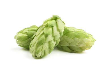 Hop cones isolated on white