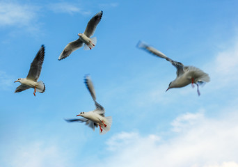 Obraz premium Seagulls flying on sky spread open wings