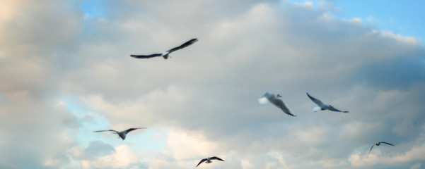 Flying seagulls in the sky