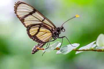 Glasswing Butterfly (Greta oto) in a summer garden