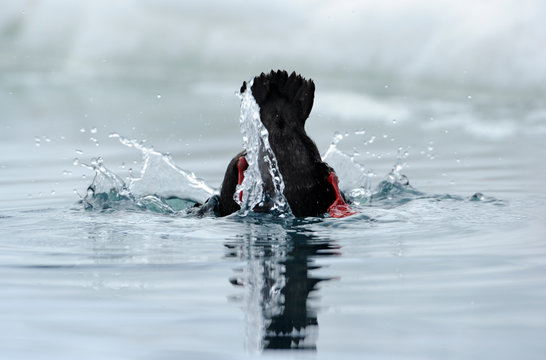 Black Guillemot diving in water