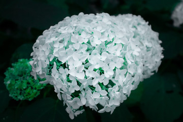 Blume