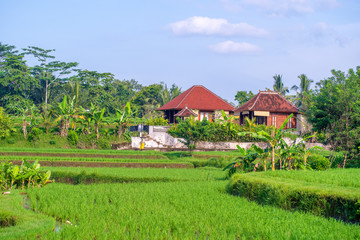 Fototapeta na wymiar Landscape with rice fields, house and palm tree at sunny day in island Bali, Indonesia. Nature and travel concept