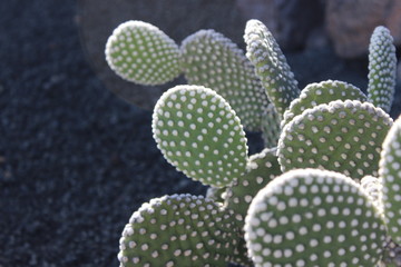 cactus en detalle en jardín de cactus