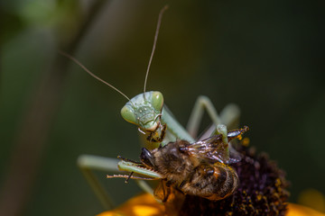 Allphotokz Mantis 20140819 1406 5DM3