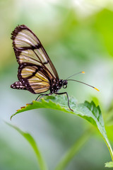 Glasswing Butterfly (Greta oto) in a summer garden