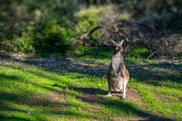 Kangaroo and joey
