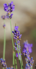 Lavender flower
