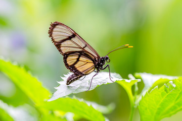 Obraz na płótnie Canvas Glasswing Butterfly (Greta oto) in a summer garden