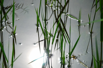 Green reed grass plants growing in the lake. reflection and sunshine.