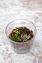 Glass bowl Terrarium Succulents 