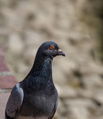 Portrait of a pigeon