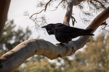 Crow on tree