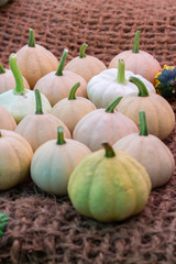 A bunch of little white ripe Baby Boo pumpkins on a matting. Farm harvest festival autumn halloween