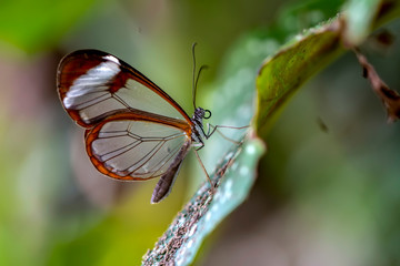 Glasswing Butterfly (Greta oto) in a summer garden