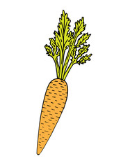 Vector orange hand drawn sketch carrot isolated on white background