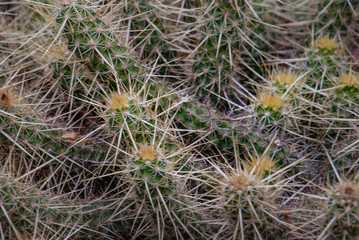 Cactus. Echinocereus brandegeei  in the garden.