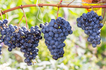 Harvest festival, bunch of ripe large varietal dark blue wine grapes, horizontal fruit background