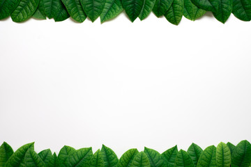 green leafs frame on white background.