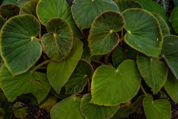 Beautiful leaf patterns blooming in the botanical garden.