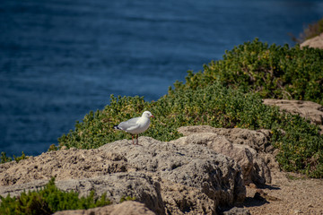Silver Gull