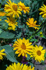 Heliopsis helianthoides bloom in yellow flowers. A herbaceous plant in the Asteraceae family. Vertical floral background