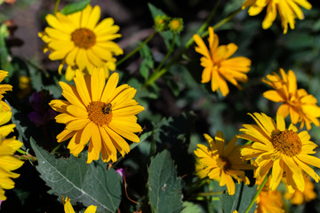 Obraz premium Blooming Heliopsis helianthoides blossom yellow flowers. A herbaceous plant in the Asteraceae family. Horizontal floral background.