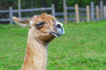 Obraz premium lama wool alpaca mammal farm animal agriculture livestock