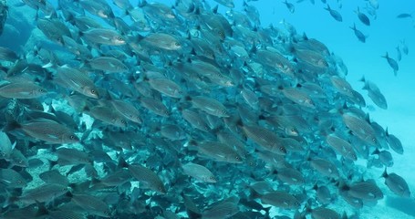 Spottail Grunt (Haemulon maculicauda), forming a school in the reefs of Sea of Cortez, Pacific ocean. Cabo Pulmo, Baja California Sur, Mexico. 
