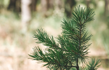 Green branch spruce, paw spruce, forest, plant