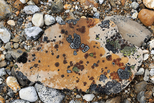 Lichen on stone, Svalbard, Norway