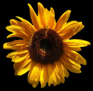 Sonnenblume mit schwarzen Hintergrund 