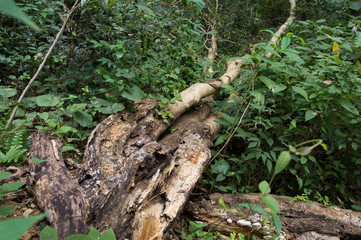朽ちた倒木
