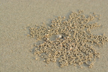 Fototapeta na wymiar Little wind crab and sands on the beach.